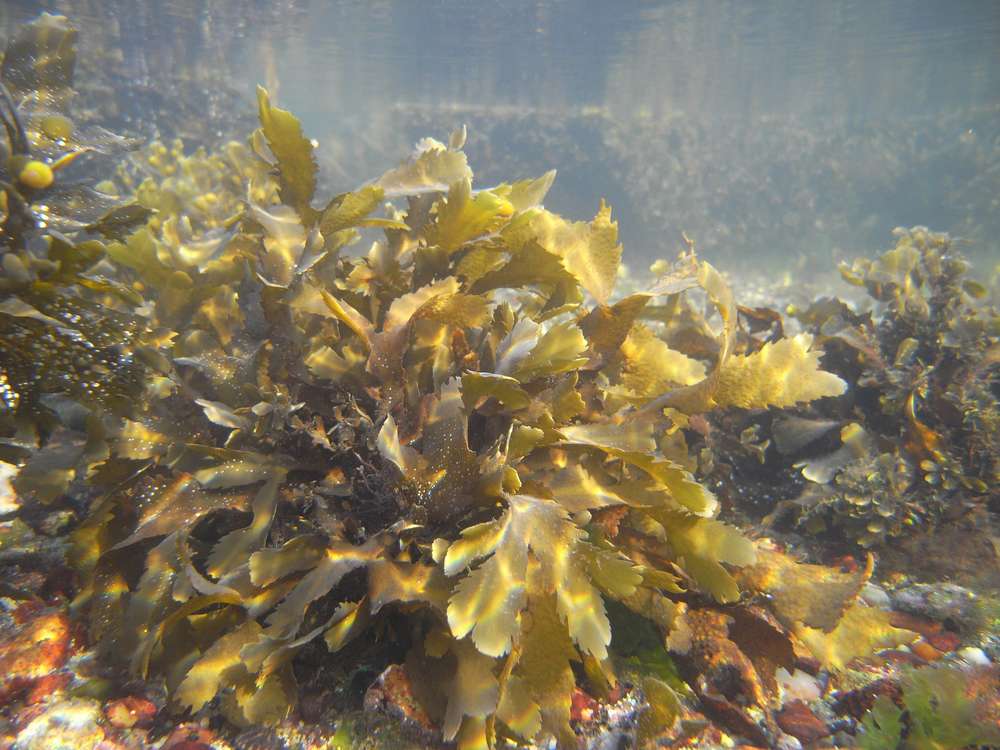 https://upload.wikimedia.org/wikipedia/commons/6/67/Fucus_serratus_2015-09-08_ag_M0010140.jpg