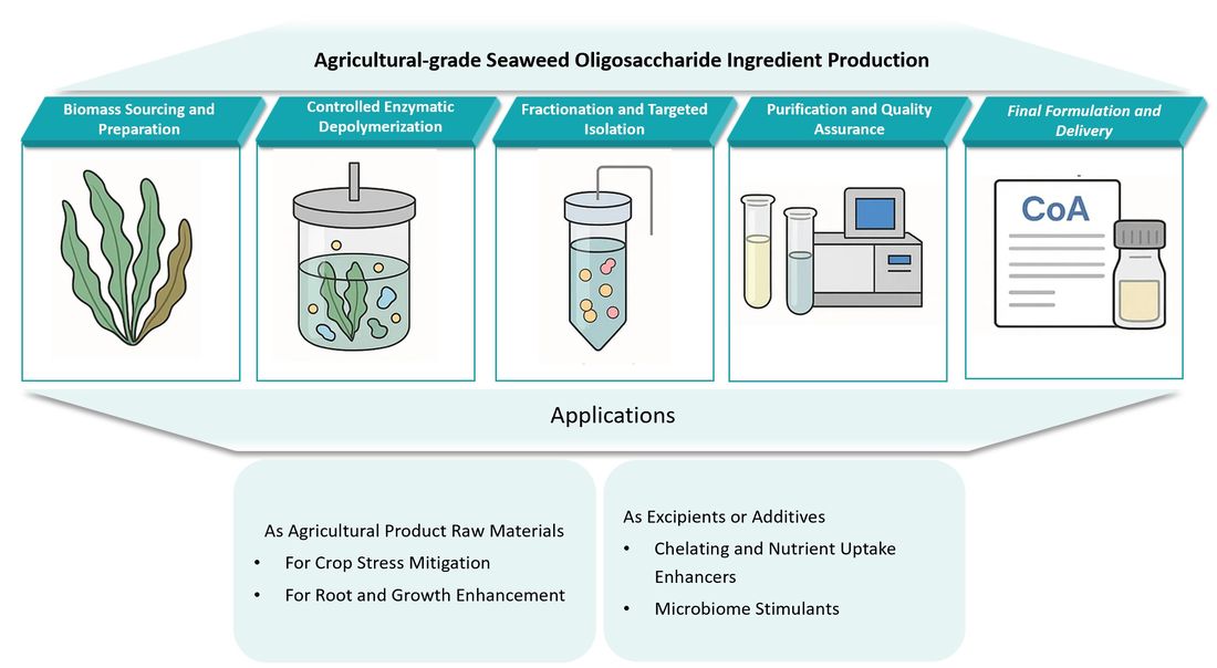 Workflow for agricultural-grade seaweed oligosaccharide ingredient production. (CD BioGlyco)