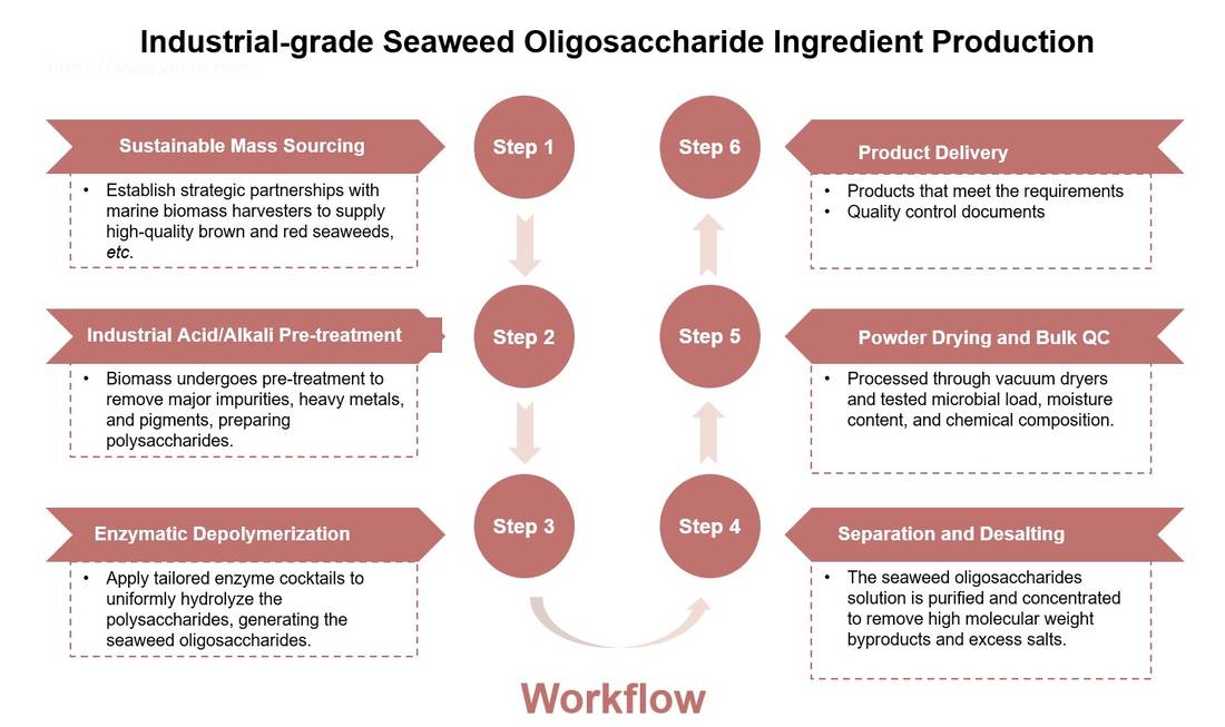 Workflow for industrial-grade seaweed oligosaccharide ingredient production. (CD BioGlyco)