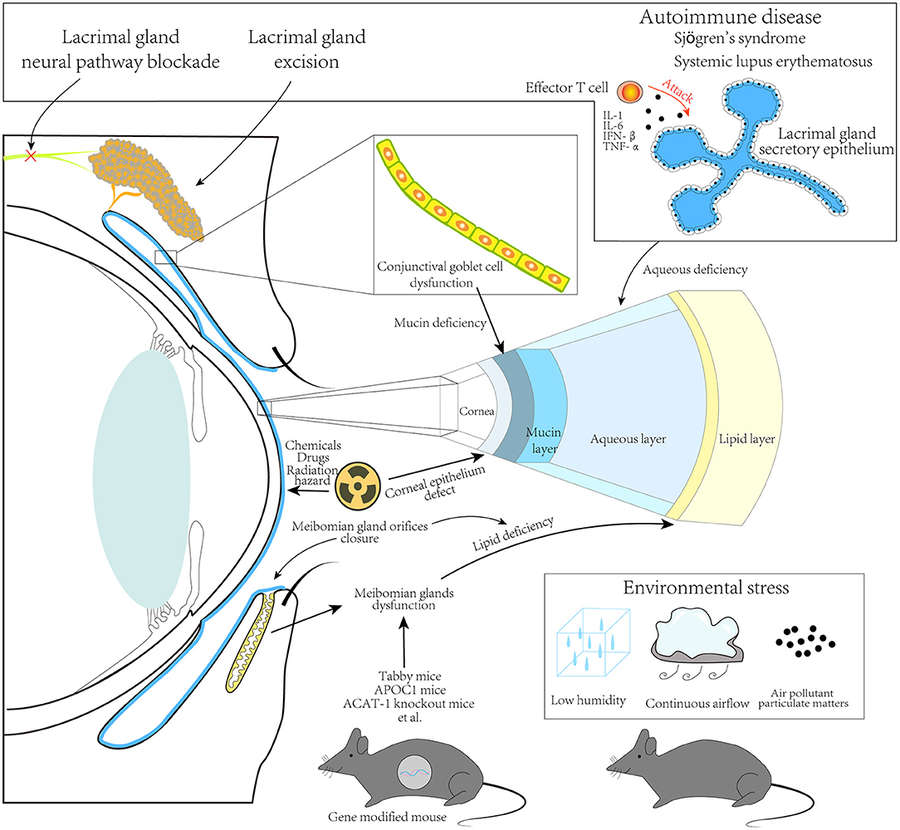 Fig.1 Animal dry eye modeling.