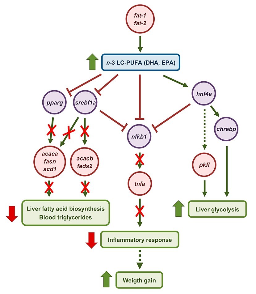 Chitosan-Mediated Expression of <em>Caenorhabditis elegans fat-1</em> and <em>fat-2</em> in <em>Sparus aurata</em>