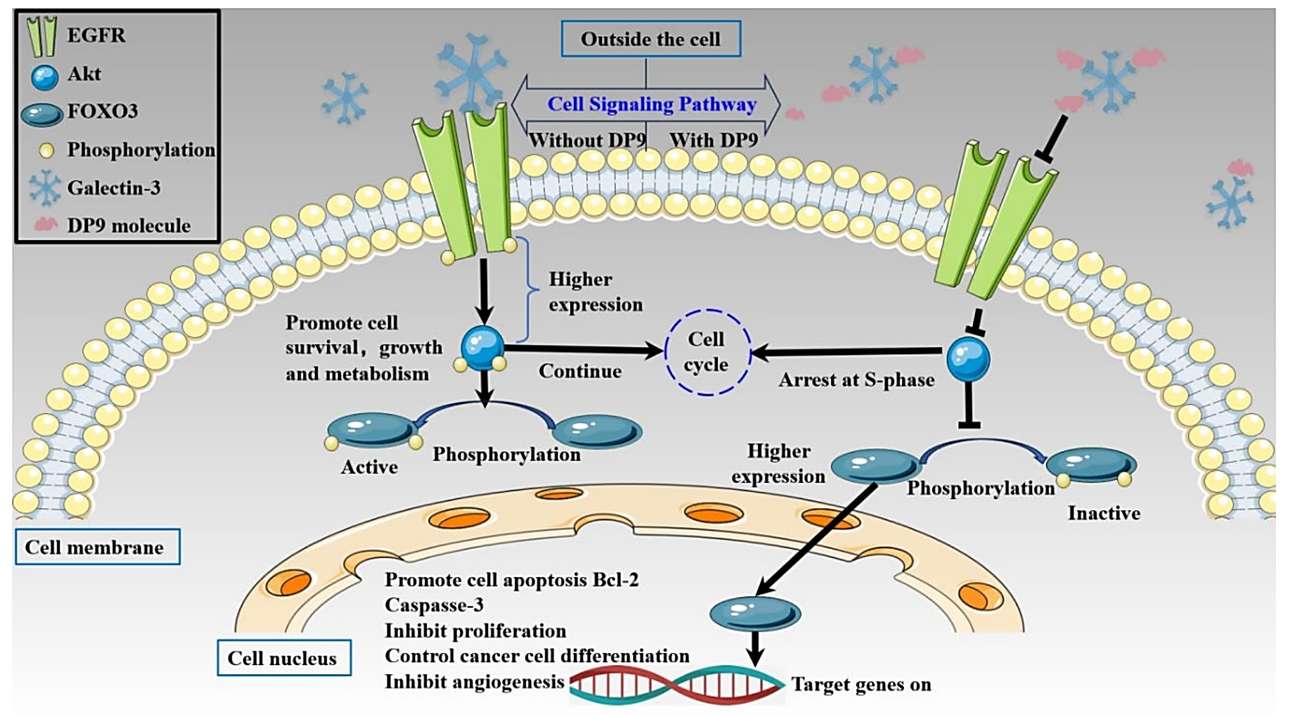 Novel Sulfated Oligosaccharide DP9: A Potent Galectin-3 Inhibitor for Pancreatic Cancer Therapy