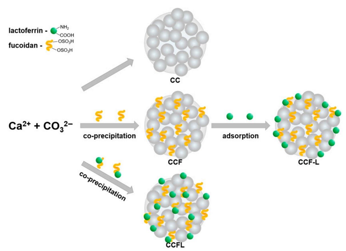 Vaterite/Fucoidan Hybrid Microparticles